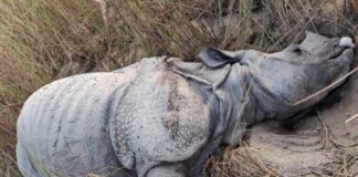 आत्मरक्षाका लागि सेनाले चलाएको गोली लागेर गैडाको मृत्यु