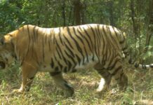 बाघ गणनाको रिपोर्ट सार्वजनिक गरिँदै, सङ्ख्या थपिने अनुमान