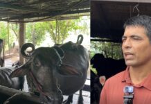 शिक्षण पेशा छोडेर पशुपालन, मासिक साढे दुई लाख आम्दानी