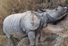 आत्मरक्षाका लागि सेनाले चलाएको गोली लागेर गैडाको मृत्यु