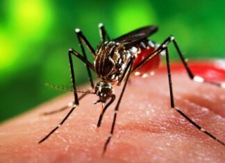 भारतका कारण नेपालबाट औलो उन्मुलनमा समस्या, नवलपुरमा ७ जना बिरामी