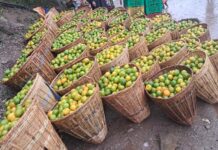 मेलामा बेच्ने सुन्तला टिप्न नवलपुरका किसानलाई भ्याइनभ्याई, झरीले बिक्रि घट्ने चिन्ता