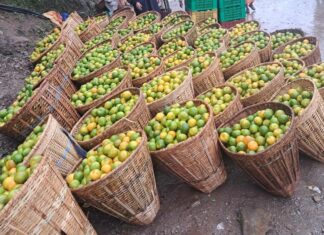 मेलामा बेच्ने सुन्तला टिप्न नवलपुरका किसानलाई भ्याइनभ्याई, झरीले बिक्रि घट्ने चिन्ता