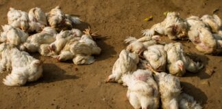 बर्ड फ्लु पुष्टि भएपछि चितवनमा १८ हजार कुखुरा नष्ट