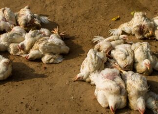बर्ड फ्लु पुष्टि भएपछि चितवनमा १८ हजार कुखुरा नष्ट