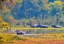 दुर्लभ एकसिङे गैँडाको चोरिशिकार शुन्य, मानवीय क्षती पनि घट्यो