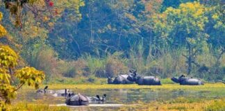 दुर्लभ एकसिङे गैँडाको चोरिशिकार शुन्य, मानवीय क्षती पनि घट्यो
