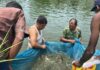 सीमामा कडाइले नवलपुरका माछा व्यवशायी उत्साहित (भिडियो)