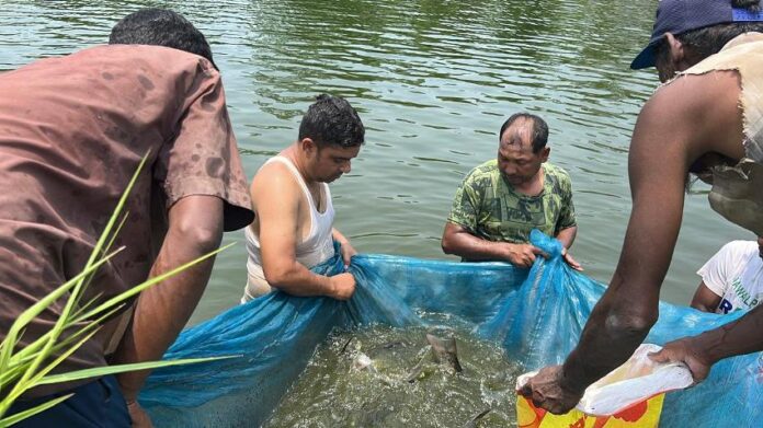 Fish_Nawalpur