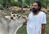 दशकौंदेखि रैथाने गाई संरक्षाण गरेर धर्म, संस्कृति र पर्यावरण जोगाउने अभियानमा स्वामी प्रपन्नाचार्य