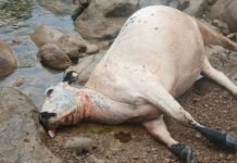 बाघको आक्रमणबाट नवलपुरमा तीनवटा गाई मरे