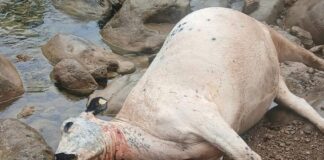 बाघको आक्रमणबाट नवलपुरमा तीनवटा गाई मरे